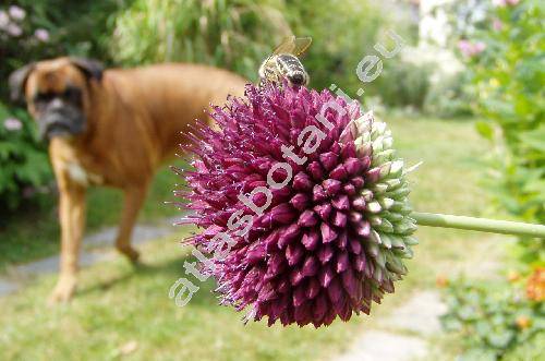 Allium sphaerocephalon L. (Allium sphaerocephalum)