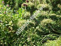 Allium sphaerocephalon L. (Allium sphaerocephalum)