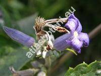 Clematis heracleifolia DC. (Clematis tubolosa Turcz.)