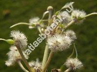 Clematis heracleifolia DC. (Clematis tubolosa Turcz.)