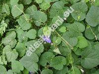 Ipomoea purpurea (L.) Roth (Pharbitis purpurea (L.) J. O. Voigt, Convolvulus purpurea)