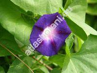 Ipomoea purpurea (L.) Roth (Pharbitis purpurea (L.) J. O. Voigt, Convolvulus purpurea)