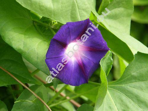 Ipomoea purpurea (L.) Roth (Pharbitis purpurea (L.) J. O. Voigt, Convolvulus purpurea)