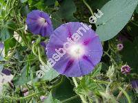 Ipomoea purpurea (L.) Roth (Pharbitis purpurea (L.) J. O. Voigt, Convolvulus purpurea)