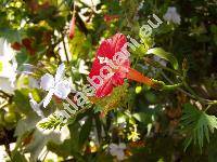 Quamoclit coccinea (Ipomoea x multifida (Raf.) Shinn., Quamoclit cardinalis, Quamoclit coccinea (L.) Moench)