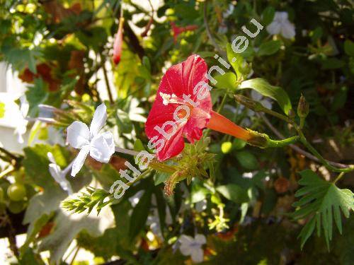 Quamoclit coccinea (Ipomoea x multifida (Raf.) Shinn., Quamoclit cardinalis, Quamoclit coccinea (L.) Moench)