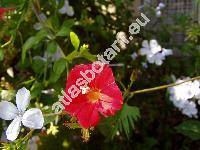 Quamoclit coccinea (Ipomoea x multifida (Raf.) Shinn., Quamoclit cardinalis, Quamoclit coccinea (L.) Moench)