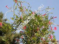 Quamoclit coccinea (Ipomoea x multifida (Raf.) Shinn., Quamoclit cardinalis, Quamoclit coccinea (L.) Moench)