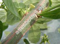 Euonymus europaea L. (Euonymus europaeus L.)