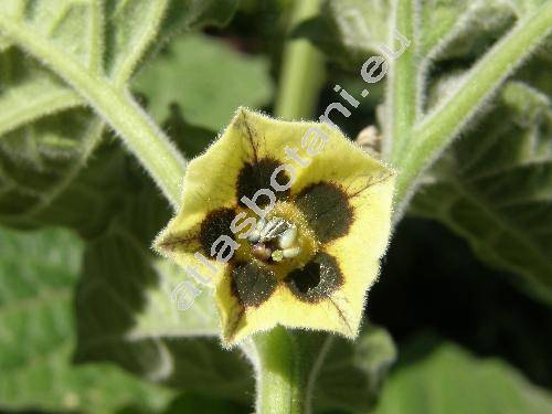 Physalis peruviana L. (Physalis tomentosa Med., Physalis esculenta Sal., Physalis  edulis L.)