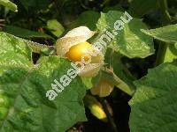 Physalis peruviana L. (Physalis tomentosa Med., Physalis esculenta Sal., Physalis  edulis L.)