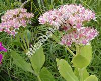 Hylotelephium spectabile (Bor.) Ohba (Sedum spectabile Bor.)