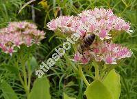 Hylotelephium spectabile (Bor.) Ohba (Sedum spectabile Bor.)