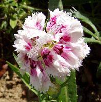 Dianthus chinensis L.