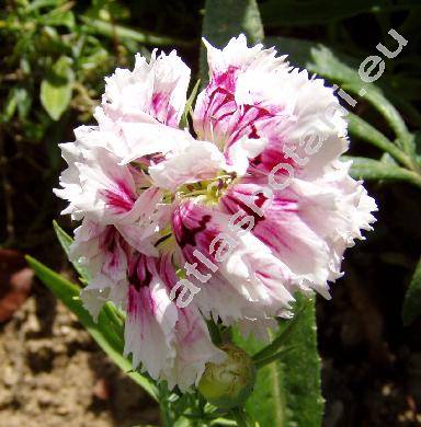 Dianthus chinensis L.