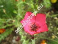 Linum grandiflorum (Linum grandiflorum Desf.)