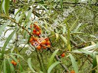 Hippophae rhamnoides L. (Hippopha rhamnoides L.)