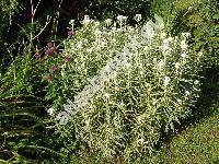 Anaphalis margaritacea (Anaphalis margaritacea (L.) Benth. et Hook., Gnaphalium margaritaceum L, Antennaria margaritacea (L.) DC., Margaritaria ramosa Opiz)