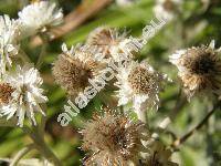 Anaphalis margaritacea (Anaphalis margaritacea (L.) Benth. et Hook., Gnaphalium margaritaceum L, Antennaria margaritacea (L.) DC., Margaritaria ramosa Opiz)