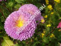 Callistephus chinensis (L.) Ness (Aster chinensis L., Callistemma hortense Cass.)