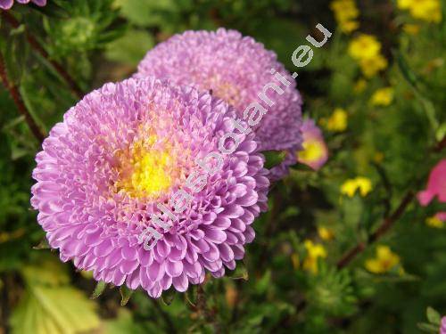 Callistephus chinensis (L.) Ness (Aster chinensis L., Callistemma hortense Cass.)