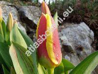 Tulipa greigii (Tulipa greigii 'Stresa')