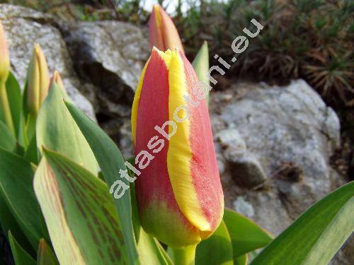 Tulipa greigii (Tulipa greigii 'Stresa')
