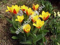 Tulipa greigii (Tulipa greigii 'Stresa')