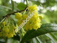 Berberis julianae (Berberis julianae Schneid.)