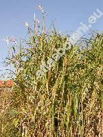 Miscanthus floridulus (Miscanthus grandiflorus, Miscanthus giganteus)