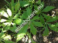 Cyclanthera pedata (Cyclanthera pedata (L.) Schrad.)