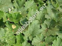 Lagenaria siceraria (Mol.) Standl. (Lagenaria vulgaris Ser., Lagenaria leucantha (Duch.) Rusby)