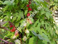 Ipomoea lobata (Mina lobata)