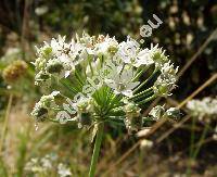 Allium tuberosum (Allium tuberosum Rottl. ex Spreng., Allium angulosum Lour, Allium chinense Maxim, Allium odorum L.)