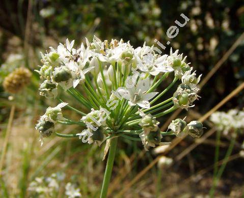 Allium tuberosum (Allium tuberosum Rottl. ex Spreng., Allium angulosum Lour, Allium chinense Maxim, Allium odorum L.)