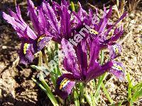 Iris reticulata (Iris reticulata Bieb., Iridodictyum reticulatum (Bieb.) Rod.)