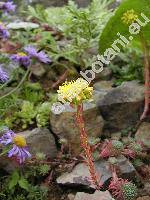 Sedum rupestre subsp. erectum (Sedum erectum (t Hart) Grulich, Sedum montanum)