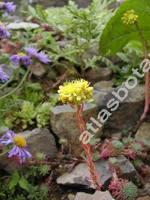 Sedum rupestre subsp. erectum (Sedum erectum (t Hart) Grulich, Sedum montanum)