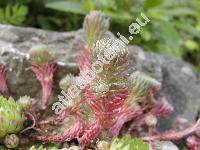 Sedum rupestre subsp. erectum (Sedum erectum (t Hart) Grulich, Sedum montanum)