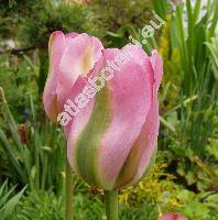 Tulipa vidiflora 'Groenland'