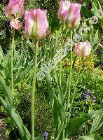 Tulipa vidiflora 'Groenland'