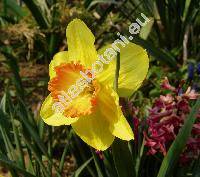 Narcissus 'Sun Chariot' (Daffodil Fortissimo)