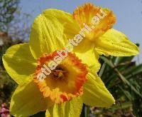Narcissus 'Sun Chariot' (Daffodil Fortissimo)