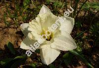 Narcissus 'Mount Hood'