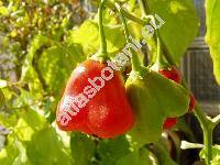 Capsicum baccatum