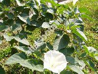 Datura inoxia (Datura inoxia Mill., Datura innoxia, Datura metel auct.)