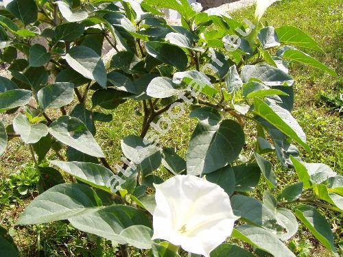 Datura inoxia (Datura inoxia Mill., Datura innoxia, Datura metel auct.)