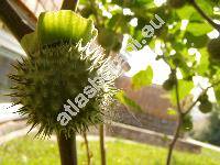 Datura inoxia (Datura inoxia Mill., Datura innoxia, Datura metel auct.)