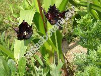 Tulipa greigii 'Black Parrot'