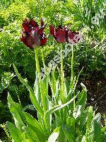 Tulipa greigii 'Black Parrot'
